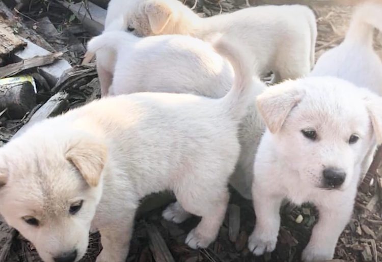 mamma cagnolina cerca i cuccioli