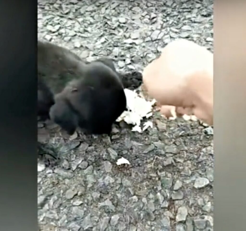 cagnolina abbandonata