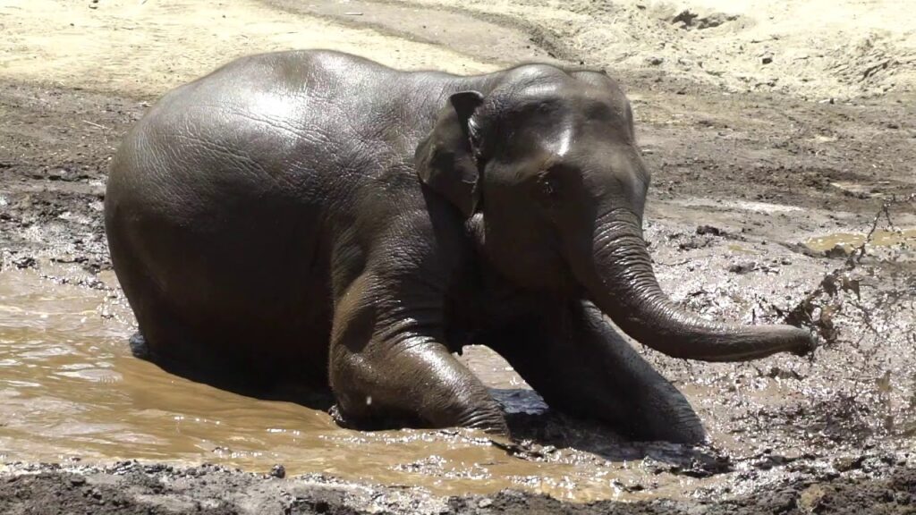 elefante che fa il bagnetto nel fango