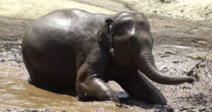 Non c’è nulla di più divertente di un bagno nel fango per un cucciolo di elefante (VIDEO)