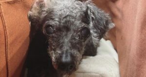 Un anziano cane di 14 anni viene lasciato in un rifugio con un giocattolo, una coppia molto speciale lo nota (VIDEO)