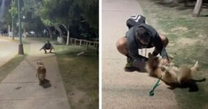 Una donna incontra il suo ex al parco e si accorge che il suo cane non lo ha dimenticato (VIDEO)