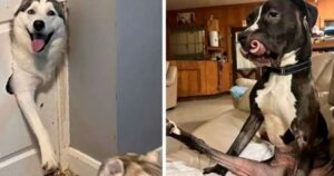 Le 10 fotografie più divertenti di cani in situazioni semplicemente assurde