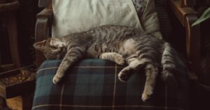 Per quante ore può dormire un gatto? Facciamo un po’ di chiarezza evitando preoccupazioni