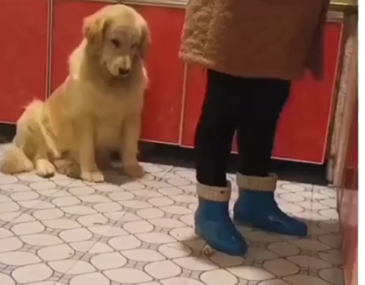 Golden Retriever cerca di mangiare un boccone senza farsi scoprire