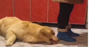 Golden Retriever cerca di mangiare un boccone senza farsi scoprire (VIDEO)