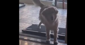 Golden Retriever fa una passeggiata impossibile sul tapis roulant (VIDEO)