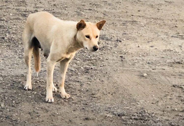 mamma cagnolina cerca i cuccioli