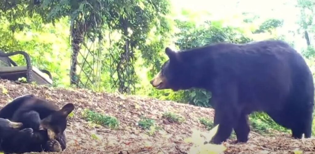 mamma orso e cucciolo