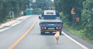 La scena incredibile di una mamma cagnolina che insegue il mezzo che porta via i suoi cuccioli (VIDEO)