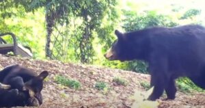 Mamma orso e cucciolo si godono i “giochi” messi a disposizione da una donna nel bosco (VIDEO)