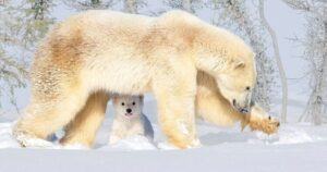 Mamma orso polare alle prese con le monellerie del suo cucciolo, ecco gli scatti eccezionali della scena