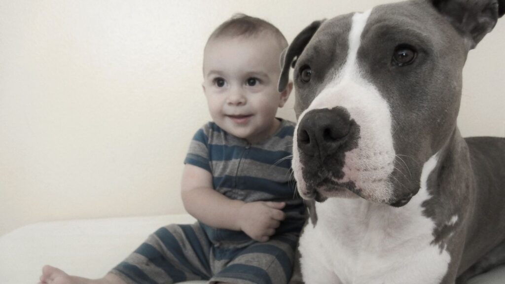 cani pitbull non adatti ai bambini?