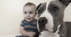 Pitbull cani “non adatti” ai bambini, chi lo ha detto? Ecco una storia che smentisce questa diceria