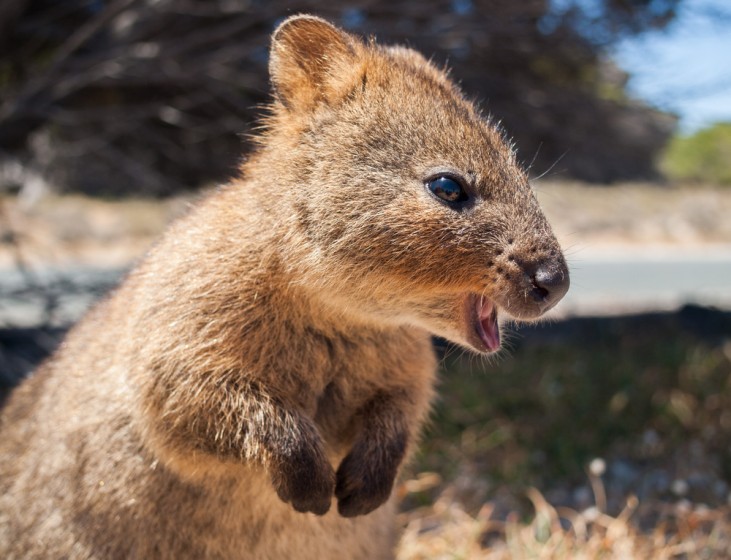 quokka, marsupiale australiano