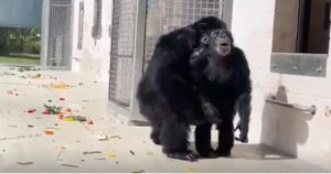 Momento commovente quando uno scimpanzé vede il cielo per la prima volta (VIDEO)