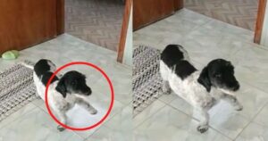 Finge la zoppia per avere coccole, un cagnolino trova una nuova casa con questo dolce “inganno” (VIDEO)