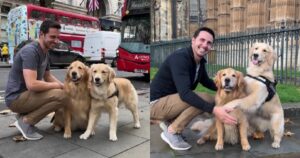 Porta i suoi due Golden Retriever a Londra e le foto ricordo sono la cosa più bella che vedrai oggi (VIDEO)