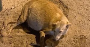 Implorava i passanti ma nessuno si fermava ad aiutarla: cagnolina incinta collassa a terra (VIDEO)