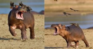 Cucciolo di ippopotamo corre impaurito per gli uccelli sul suo dorso