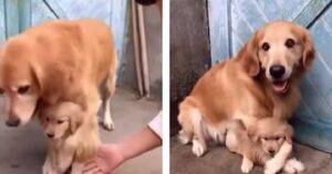 Mamma Golden Retriever è iper protettiva nei confronti del suo cucciolo (VIDEO)