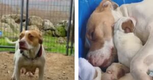 Pitbull amorevole fa nascere i suoi cuccioli nel calore del suo abbraccio (VIDEO)