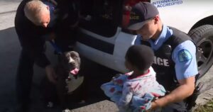 Pitbull randagio sorveglia e protegge un bambino scomparso da casa (VIDEO)