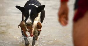 Cane eroe salva un cucciolo che era finito in un fiume in piena