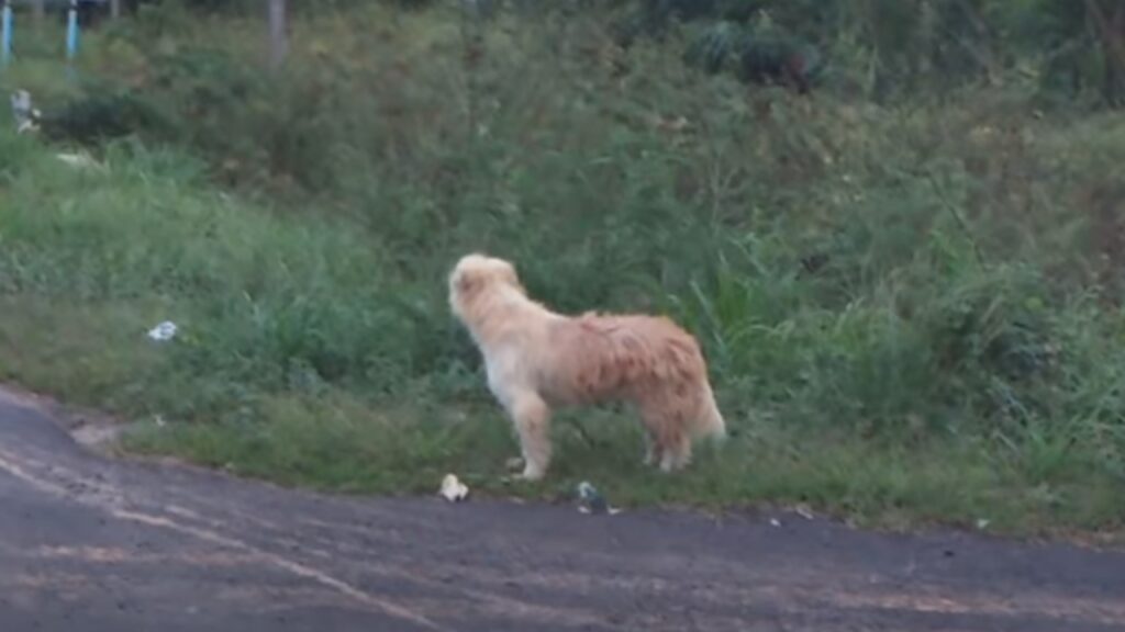 Una famiglia ha perso il proprio cagnolino