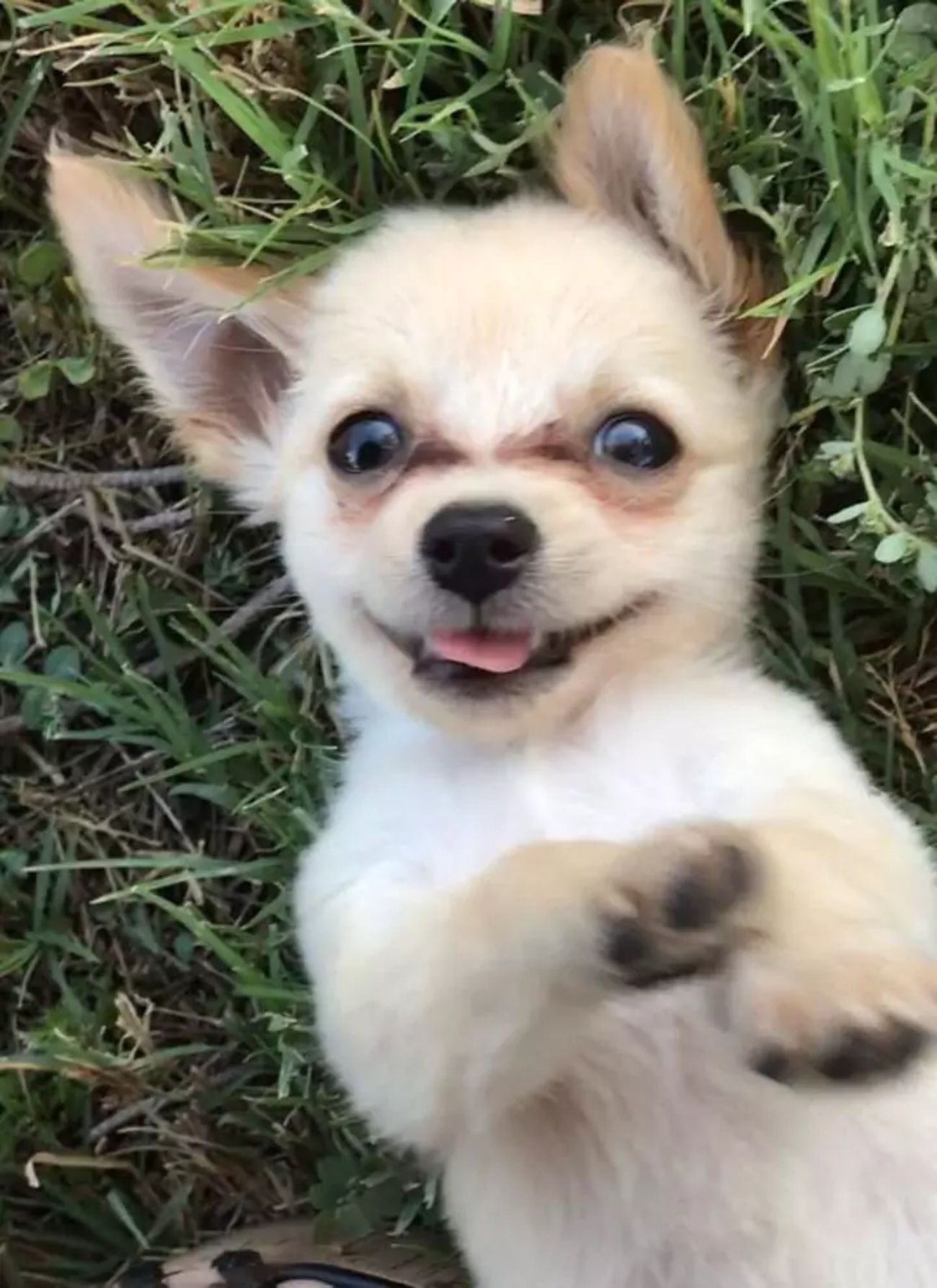 Cane trovato abbandonato nel bagno dell’aeroporto