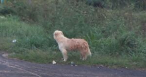 Perdono il cagnolino durante un viaggio, 4 anni dopo lo ritrovano ma non sarà un momento facile (VIDEO)