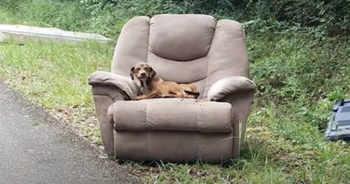 cucciolo in strada