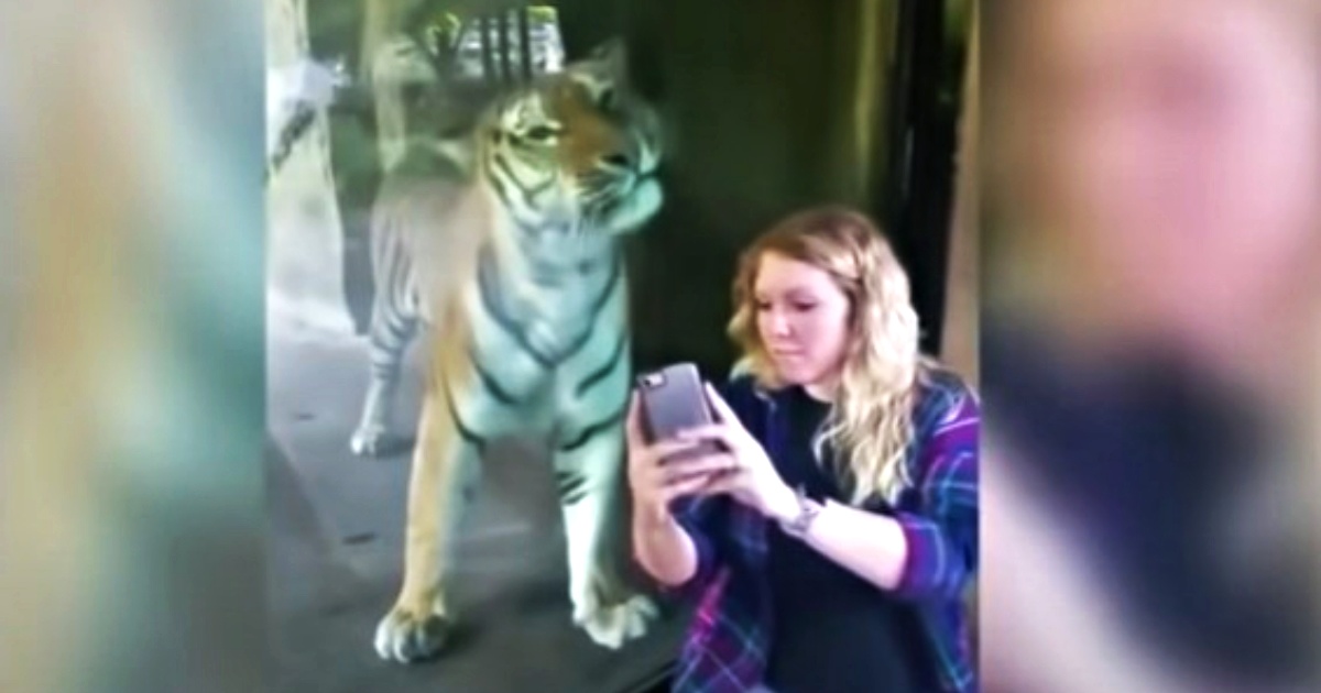 donna fa il selfie con la tigre