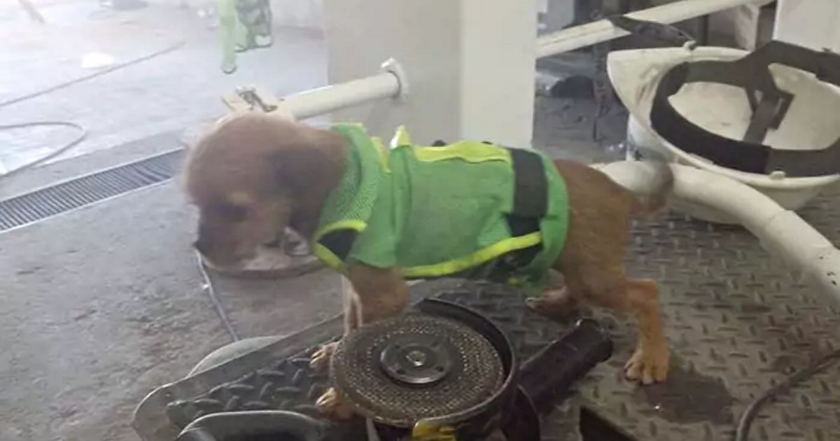 cagnolino a lavoro