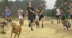 Liceo lancia una meravigliosa iniziativa: tutti gli studenti portano a spasso i cani dei canili ogni mattina (VIDEO)