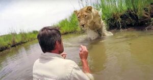 L’uomo che ha cresciuto due leoni li incontra di nuovo sette anni dopo (VIDEO)