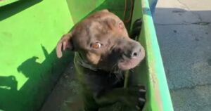 I soccorritori salvano una cagnolina che è stata abbandonata dentro un cassonetto (VIDEO)