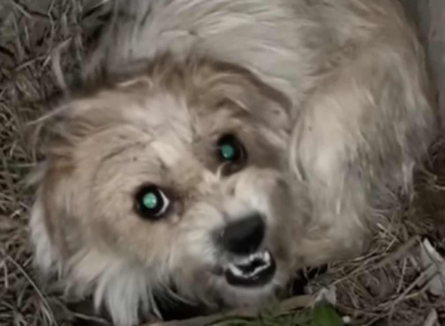 cagnolina protegge cuccioli