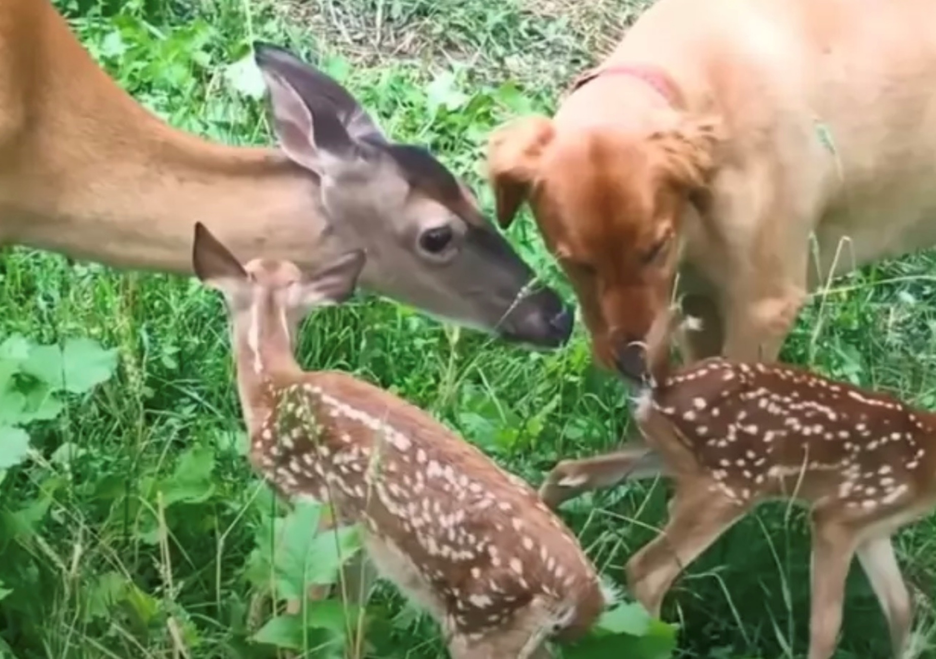 mamma cervo con cane