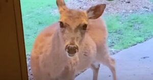 Mamma cervo bussa alla porta per presentare i suoi piccoli al suo migliore amico (VIDEO)