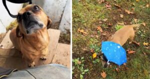 Minion, il cane che ha ricevuto un regalo fantastico dal suo amato umano (VIDEO)