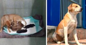 Una cagnolina incinta si presenta all’ospedale e, incredibilmente, non è la sola della famiglia