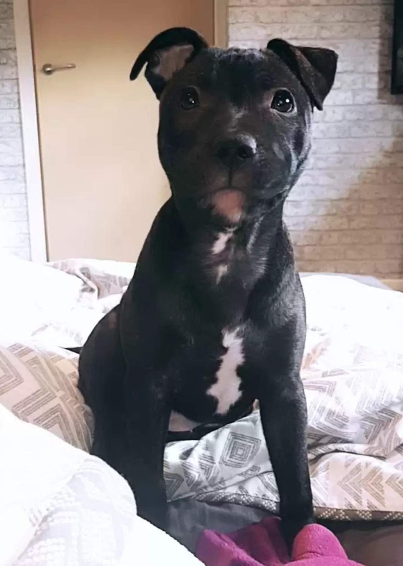 Questo cagnolino e il vicino