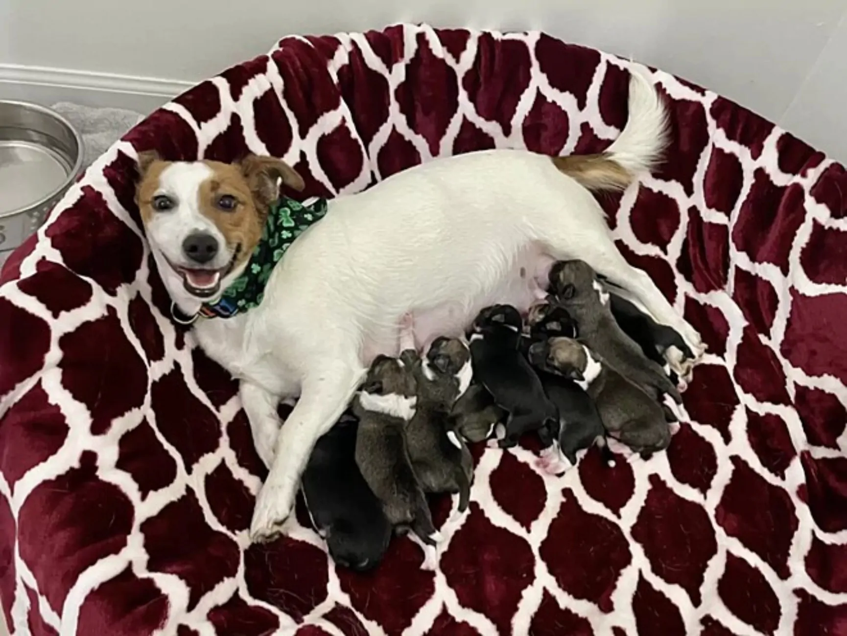 cane con i suoi piccoli