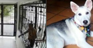 avvelena il cagnolino del vicino, le telecamere lo incastrano (VIDEO)