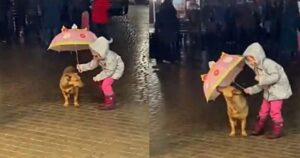 Questa bambina ha riparato dalla pioggia un randagio con il suo ombrellino, la scena è dolcissima (VIDEO)