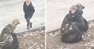 Il bambino si ferma a coccolare dei cagnolini randagi mentre si reca a scuola (VIDEO)