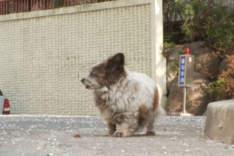 cagnolina attende la famiglia da 10 anni