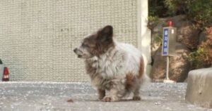 “Aspettaci qui”, la cagnolina attende la sua famiglia da quasi dieci anni (VIDEO)