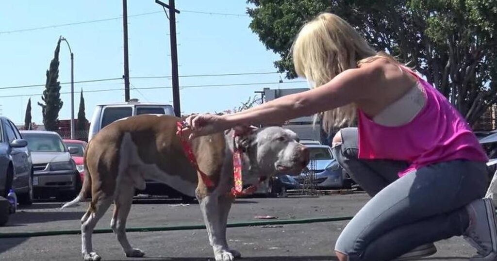 Pitbull cagnolino abbandonato